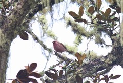 Carpodacus edwardsii