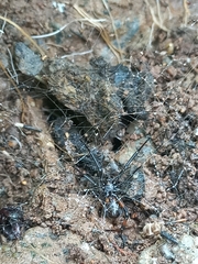 Steatoda cingulata