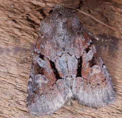 Oligia minuscula