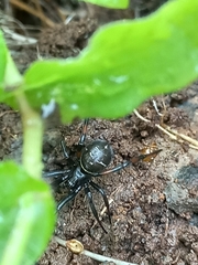 Steatoda cingulata