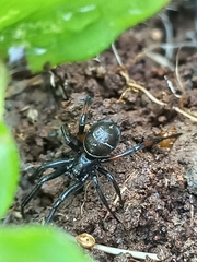 Steatoda cingulata