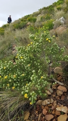 Aspalathus chenopoda