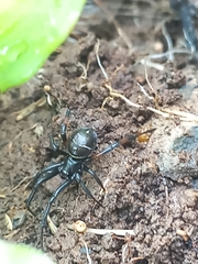 Steatoda cingulata