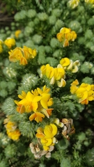 Aspalathus chenopoda