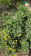 Aspalathus chenopoda