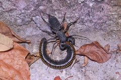 Typopeltis sinensis