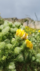 Aspalathus chenopoda