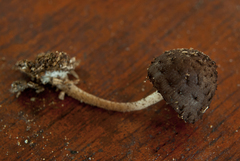 Cystoagaricus