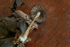Cystoagaricus