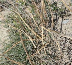 Matthiola odoratissima