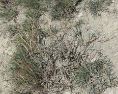 Matthiola odoratissima