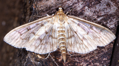 Herpetogramma theseusalis