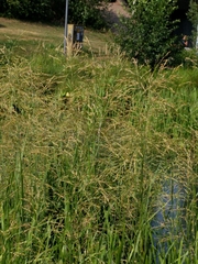 Glyceria maxima