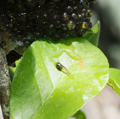 Agalychnis dacnicolor