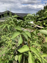 Sambucus nigra