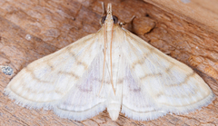 Paracorsia repandalis