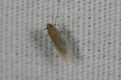 Metadelphax propinqua