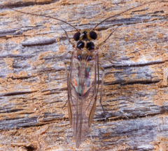 Blastopsocus variabilis