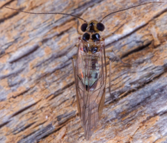 Blastopsocus variabilis
