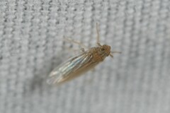 Metadelphax propinqua