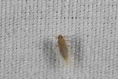 Metadelphax propinqua