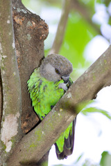 Poicephalus cryptoxanthus