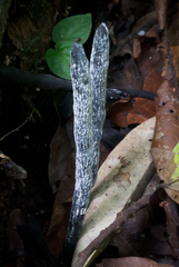 Xylaria grammica