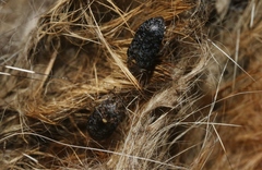 Dermestes talpinus