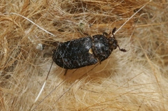 Dermestes talpinus