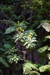 Sonchus fruticosus image