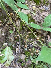 Scrophularia alpestris