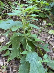 Scrophularia alpestris