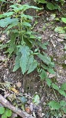 Scrophularia alpestris