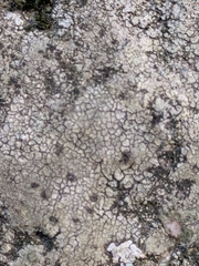 Lecanoromycetes