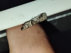 Pseudacrobasis tergestella