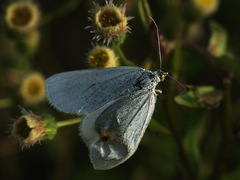 Lithostege farinata