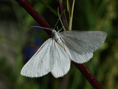 Lithostege farinata