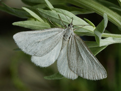Lithostege farinata