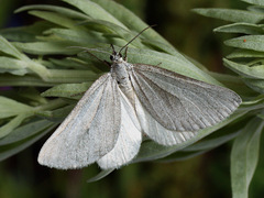 Lithostege farinata
