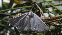 Lithostege farinata