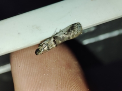 Pseudacrobasis tergestella