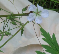 Geranium wakkerstroomianum