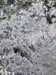 Lecanoromycetes