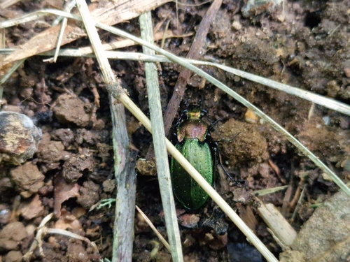 Carabus deyrolei