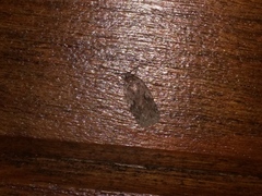 Agonopterix curvilineella