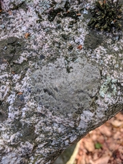 Lecanoromycetes
