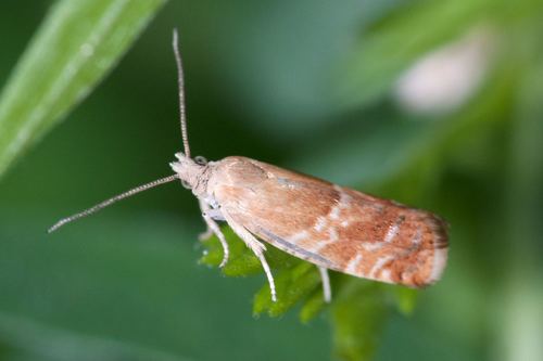 Willow Tortrix