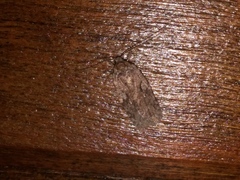 Agonopterix curvilineella