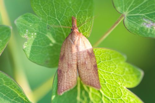 Sparganothis boweri