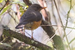 Turdus abyssinicus baraka